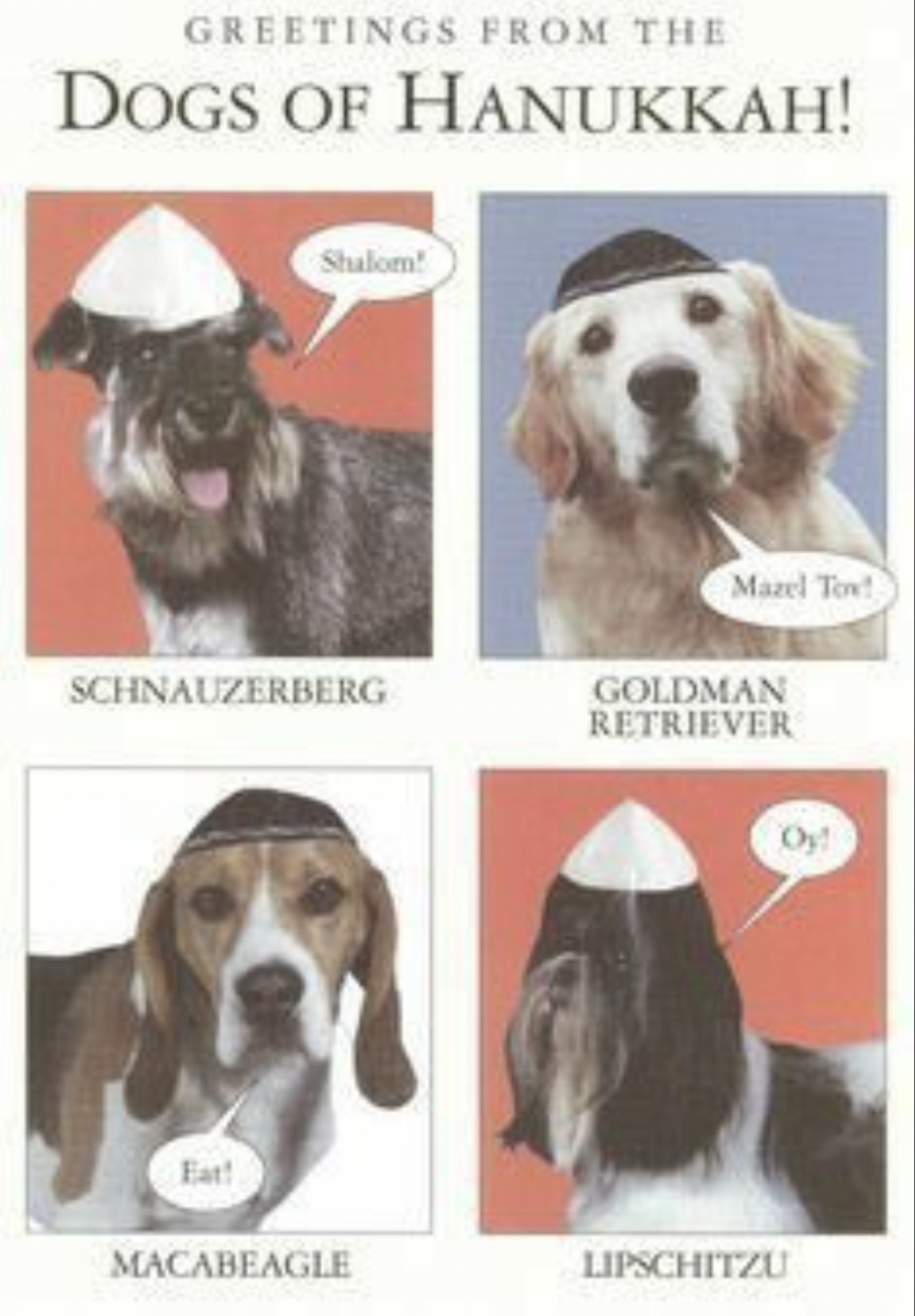 dog of hanukkah - Greetings From The Dogs Of Hanukkah! Shalom! Mazel Tov! Schnauzerberg Goldman Retriever Eat! Macabeagle Lipschitzu Oy!